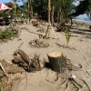 Unwise cutting of Natural tree growth for Palm alternative