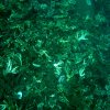 Destruction of Coral Reef often by ignorant Dive Boat Anchors