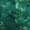All Rock-cod are favorites for the Chinese/Japanese live Fish Trade