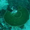 Divers and Snorklers often destroy Coral by stepping on or other contact