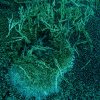 Often Anchors unwisely dropped start the decay process of Coral Colonies