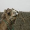 Merzouka transport Camel Delight