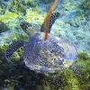SeaTurtle Swims away from Human intrusion