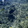 Titant Triggerfish chipping at Coralreef
