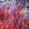 Fire Seafans dominate Coral bouquet