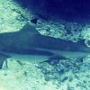A pregnant Blacktip Reef Shark