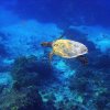 Aging Hawksbill Turtle gliding through Coral Reef