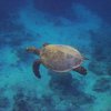 Hawksbill Turtle over 40 years old