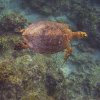 Green Turtle Gliding through reef