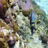 Colorful Wrasse