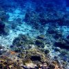 Damaged Coralreef recovers slowly