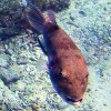 A Spotted Boxfish observing