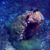 Deteriorating Coral mound provides home for many